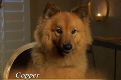 The Bachelorette Rachel Episode 2 Recap Diapers A Dog A Deceptive Dude The Ashley S Reality Roundup