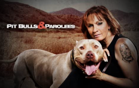 Image result for pitbull and parolees  Pitbulls, Pit bulls & parolees, Pitbull  rescue